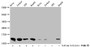 Western Blot; Detected samples: Hela whole cell lysate, Jurkat whole cell lysate, 293 whole cell lysate, HepG2 whole cell lysate; Untreated (-) or treated (+) with 30mM sodium butyrate for 4h; All lanes: HIST1H4A antibody at 1:2000; Secondary; Goat polyclonal to rabbit IgG at 1/40000 dilution; Predicted band size: 12 kDa; Observed band size: 12 kDa