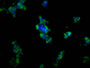 Immunofluorescence staining of 293 cells with CAC11433 at 1:133, counter-stained with DAPI. The cells were fixed in 4% formaldehyde, permeabilized using 0.2% Triton X-100 and blocked in 10% normal Goat Serum. The cells were then incubated with the antibody overnight at 4°C. The secondary antibody was Alexa Fluor 488-congugated AffiniPure Goat Anti-Rabbit IgG(H+L).