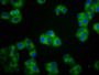 Immunofluorescence staining of HepG2 cells with CAC11436 at 1:100, counter-stained with DAPI. The cells were fixed in 4% formaldehyde, permeabilized using 0.2% Triton X-100 and blocked in 10% normal Goat Serum. The cells were then incubated with the antibody overnight at 4°C. The secondary antibody was Alexa Fluor 488-congugated AffiniPure Goat Anti-Rabbit IgG(H+L).