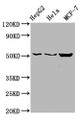 Western Blot; Positive WB detected in: HepG2 whole cell lysate, Hela whole cell lysate, MCF-7 whole cell lysate; All lanes: CDS2 antibody at 6µg/ml; Secondary; Goat polyclonal to rabbit IgG at 1/50000 dilution; Predicted band size: 52, 30 kDa; Observed band size: 52 kDa