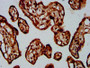 IHC image diluted at 1:400 and staining in paraffin-embedded human placenta tissue performed on a Leica BondTM system. After dewaxing and hydration, antigen retrieval was mediated by high pressure in a citrate buffer (pH 6.0). Section was blocked with 10% normal goat serum 30min at RT. Then primary antibody (1% BSA) was incubated at 4°C overnight. The primary is detected by a biotinylated secondary antibody and visualized using an HRP conjugated SP system.