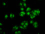 Immunofluorescence staining of HepG2 cells with CAC11444 at 1:133, counter-stained with DAPI. The cells were fixed in 4% formaldehyde, permeabilized using 0.2% Triton X-100 and blocked in 10% normal Goat Serum. The cells were then incubated with the antibody overnight at 4°C. The secondary antibody was Alexa Fluor 488-congugated AffiniPure Goat Anti-Rabbit IgG(H+L).