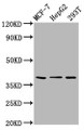 Western Blot; Positive WB detected in: MCF-7 whole cell lysate, HepG2 whole cell lysate, 293T whole cell lysate; All lanes: POU5F1B antibody at 6.5µg/ml; Secondary; Goat polyclonal to rabbit IgG at 1/50000 dilution; Predicted band size: 39 kDa; Observed band size: 39 kDa