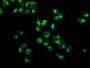 Immunofluorescence staining of Hela cells with CAC11450 at 1:233, counter-stained with DAPI. The cells were fixed in 4% formaldehyde, permeabilized using 0.2% Triton X-100 and blocked in 10% normal Goat Serum. The cells were then incubated with the antibody overnight at 4°C. The secondary antibody was Alexa Fluor 488-congugated AffiniPure Goat Anti-Rabbit IgG(H+L).