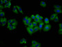 Immunofluorescence staining of HepG2 cells with CAC11452 at 1:100, counter-stained with DAPI. The cells were fixed in 4% formaldehyde, permeabilized using 0.2% Triton X-100 and blocked in 10% normal Goat Serum. The cells were then incubated with the antibody overnight at 4°C. The secondary antibody was Alexa Fluor 488-congugated AffiniPure Goat Anti-Rabbit IgG(H+L).