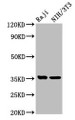 Western Blot; Positive WB detected in: Raji whole cell lysate, NIH/3T3 whole cell lysate; All lanes: NECTIN4 antibody at 5.9µg/ml; Secondary; Goat polyclonal to rabbit IgG at 1/50000 dilution; Predicted band size: 56, 25 kDa; Observed band size: 35 kDa