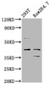 Western Blot; Positive WB detected in: 293T whole cell lysate, Raw264.7 whole cell lysate; All lanes: MAFB antibody at 3.2µg/ml; Secondary; Goat polyclonal to rabbit IgG at 1/50000 dilution; Predicted band size: 36 kDa; Observed band size: 36 kDa;