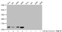 Western Blot; Detected samples: Hela whole cell lysate, 293 whole cell lysate, A549 whole cell lysate, K562 whole cell lysate; Untreated (-) or treated (+) with 30mM sodium butyrate for 4h; All lanes: HIST1H4A antibody at 1:2000; Secondary; Goat polyclonal to rabbit IgG at 1/40000 dilution; Predicted band size: 12 kDa; Observed band size: 12 kDa