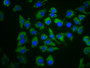 Immunofluorescence staining of A549 cells with CAC11495 at 1:66, counter-stained with DAPI. The cells were fixed in 4% formaldehyde, permeabilized using 0.2% Triton X-100 and blocked in 10% normal Goat Serum. The cells were then incubated with the antibody overnight at 4°C. The secondary antibody was Alexa Fluor 488-congugated AffiniPure Goat Anti-Rabbit IgG(H+L).