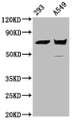 Western Blot; Positive WB detected in: 293 whole cell lysate, A549 whole cell lysate; All lanes: PLS1 antibody at 5.2µg/ml; Secondary; Goat polyclonal to rabbit IgG at 1/50000 dilution; Predicted band size: 71 kDa; Observed band size: 71 kDa