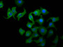 Immunofluorescence staining of A549 cells with CAC11507 at 1:33, counter-stained with DAPI. The cells were fixed in 4% formaldehyde, permeabilized using 0.2% Triton X-100 and blocked in 10% normal Goat Serum. The cells were then incubated with the antibody overnight at 4°C. The secondary antibody was Alexa Fluor 488-congugated AffiniPure Goat Anti-Rabbit IgG(H+L).