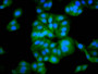 Immunofluorescence staining of HepG2 cells with CAC11514 at 1:133, counter-stained with DAPI. The cells were fixed in 4% formaldehyde, permeabilized using 0.2% Triton X-100 and blocked in 10% normal Goat Serum. The cells were then incubated with the antibody overnight at 4°C. The secondary antibody was Alexa Fluor 488-congugated AffiniPure Goat Anti-Rabbit IgG(H+L).