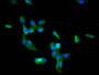 Immunofluorescence staining of SH-SY5Y cells with CAC11519 at 1:66, counter-stained with DAPI. The cells were fixed in 4% formaldehyde, permeabilized using 0.2% Triton X-100 and blocked in 10% normal Goat Serum. The cells were then incubated with the antibody overnight at 4°C. The secondary antibody was Alexa Fluor 488-congugated AffiniPure Goat Anti-Rabbit IgG(H+L).