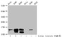 Western Blot; Detected samples: Hela whole cell lysate, A549 whole cell lysate, K562 whole cell lysate; Untreated (-) or treated (+) with 30mM sodium butyrate for 4h; All lanes: HIST1H2BC antibody at 1:100; Secondary; Goat polyclonal to rabbit IgG at 1/50000 dilution; Predicted band size: 14 kDa; Observed band size: 14 kDa