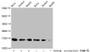 Western Blot; Detected samples: Hela whole cell lysate, Jurkat whole cell lysate, HepG2 whole cell lysate; Untreated (-) or treated (+) with 30mM sodium crotonylate for 4h; All lanes: HIST1H3A antibody at 1:100; Secondary; Goat polyclonal to rabbit IgG at 1/50000 dilution; Predicted band size: 16 kDa; Observed band size: 16 kDa