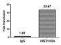 Chromatin Immunoprecipitation Hela (106, treated with 30mM sodium crotonylate for 4h) were treated with Micrococcal Nuclease, sonicated, and immunoprecipitated with 5µg anti-HIST1H3A (CAC11534) or a control normal rabbit IgG. The resulting ChIP DNA was quantified using real-time PCR with primers against the ß-Globin promoter.