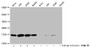 Western Blot; Detected samples: Hela whole cell lysate, 293 whole cell lysate, A549 whole cell lysate, HepG2 whole cell lysate; Untreated (-) or treated (+) with 30mM sodium butyrate for 4h; All lanes: HIST1H3A antibody at 1:2000; Secondary; Goat polyclonal to rabbit IgG at 1/40000 dilution; Predicted band size: 16 kDa; Observed band size: 16 kDa