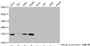 Western Blot; Detected samples: Hela whole cell lysate, 293 whole cell lysate, A549 whole cell lysate, HepG2 whole cell lysate; Untreated (-) or treated (+) with 10mM sodium propionate for 4h; All lanes: HIST1H3A antibody at 1:2000; Secondary; Goat polyclonal to rabbit IgG at 1/40000 dilution; Predicted band size: 16 kDa; Observed band size: 16 kDa