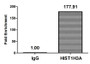 Chromatin Immunoprecipitation Hela (4*106, treated with 10mM sodium propionate for 4h) were treated with Micrococcal Nuclease, sonicated, and immunoprecipitated with 5µg anti-HIST1H3A (CAC11537) or a control normal rabbit IgG. The resulting ChIP DNA was quantified using real-time PCR with primers against the ß-Globin promoter.