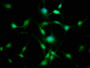 Immunofluorescence staining of U251 cells with CAC11557 at 1:133, counter-stained with DAPI. The cells were fixed in 4% formaldehyde, permeabilized using 0.2% Triton X-100 and blocked in 10% normal Goat Serum. The cells were then incubated with the antibody overnight at 4°C. The secondary antibody was Alexa Fluor 488-congugated AffiniPure Goat Anti-Rabbit IgG(H+L).