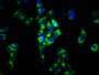 Immunofluorescence staining of Hela cells with CAC11566 at 1:33, counter-stained with DAPI. The cells were fixed in 4% formaldehyde, permeabilized using 0.2% Triton X-100 and blocked in 10% normal Goat Serum. The cells were then incubated with the antibody overnight at 4°C. The secondary antibody was Alexa Fluor 488-congugated AffiniPure Goat Anti-Rabbit IgG(H+L).