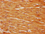 IHC image of CAC11567 diluted at 1:350 and staining in paraffin-embedded human heart tissue performed on a Leica BondTM system. After dewaxing and hydration, antigen retrieval was mediated by high pressure in a citrate buffer (pH 6.0). Section was blocked with 10% normal goat serum 30min at RT. Then primary antibody (1% BSA) was incubated at 4°C overnight. The primary is detected by a biotinylated secondary antibody and visualized using an HRP conjugated SP system.