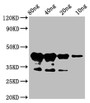 Western Blot; Positive WB detected in Recombinant protein; All lanes: MYB75 antibodyat 6µg/ml; Secondary; Goat polyclonal to rabbit IgG at 1/50000 dilution; Predicted band size: 42 kDa; Observed band size: 42 kDa