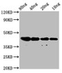 Western Blot; Positive WB detected in Recombinant protein; All lanes: dye antibody at 2.8µg/ml; Secondary; Goat polyclonal to rabbit IgG at 1/50000 dilution; Predicted band size: 42 kDa; Observed band size: 42 kDa