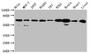 Western Blot; Positive WB detected in: Hela whole cell lysate, MCF-7 whole cell lysate, 293T whole cell lysate, HepG2 whole cell lysate, U87 whole cell lysate, K562 whole cell lysate, Rat brain tissue, Mouse heart tissue, Mouse liver tissue; All lanes: SLCO2A1 antibody at 2.7µg/ml; Secondary; Goat polyclonal to rabbit IgG at 1/50000 dilution; Predicted band size: 71 kDa; Observed band size: 71 kDa