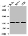 Western Blot; Positive WB detected in: Hela whole cell lysate, MCF-7 whole cell lysate, A549 whole cell lysate; All lanes: RCE1 antibody at 3.2µg/ml; Secondary; Goat polyclonal to rabbit IgG at 1/50000 dilution; Predicted band size: 36 kDa; Observed band size: 36 kDa