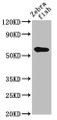 Western Blot; Positive WB detected in: Zebrafish tissue; All lanes: src antibody at 2µg/ml; Secondary; Goat polyclonal to rabbit IgG at 1/50000 dilution; Predicted band size: 61 kDa; Observed band size: 61 kDa;