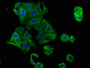 Immunofluorescence staining of HepG2 cells with CAC11631 at 1:100, counter-stained with DAPI. The cells were fixed in 4% formaldehyde, permeabilized using 0.2% Triton X-100 and blocked in 10% normal Goat Serum. The cells were then incubated with the antibody overnight at 4°C. The secondary antibody was Alexa Fluor 488-congugated AffiniPure Goat Anti-Rabbit IgG(H+L).