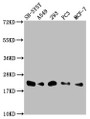 Western Blot; Positive WB detected in: SH-SY5Y whole cell lysate, A549 whole cell lysate, 293 whole cell lysate, PC-3 whole cell lysate, MCF-7 whole cell lysate; All lanes: ITGB1BP1 antibody at 1:2000; Secondary; Goat polyclonal to rabbit IgG at 1/50000 dilution; Predicted band size: 22, 17 kDa; Observed band size: 22 kDa