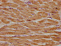 IHC image of CAC11658 diluted at 1:300 and staining in paraffin-embedded human heart tissue performed on a Leica BondTM system. After dewaxing and hydration, antigen retrieval was mediated by high pressure in a citrate buffer (pH 6.0). Section was blocked with 10% normal goat serum 30min at RT. Then primary antibody (1% BSA) was incubated at 4°C overnight. The primary is detected by a biotinylated secondary antibody and visualized using an HRP conjugated SP system.