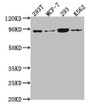 Western Blot; Positive WB detected in: 293T whole cell lysate, MCF-7 whole cell lysate, 293 whole cell lysate, K562 whole cell lysate; All lanes: P0C869 antibody at 1:2000; Secondary; Goat polyclonal to rabbit IgG at 1/50000 dilution; Predicted band size: 88, 101, 55, 115 kDa; Observed band size: 88 kDa;