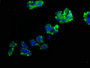 Immunofluorescence staining of HepG2 cells with CAC11675 at 1:200, counter-stained with DAPI. The cells were fixed in 4% formaldehyde, permeabilized using 0.2% Triton X-100 and blocked in 10% normal Goat Serum. The cells were then incubated with the antibody overnight at 4°C. The secondary antibody was Alexa Fluor 488-congugated AffiniPure Goat Anti-Rabbit IgG(H+L).