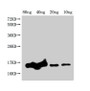 Western Blot; Positive WB detected in Recombinant protein; All lanes: grxD antibody at 1:2000; Secondary; Goat polyclonal to rabbit IgG at 1/50000 dilution; Predicted band size: 17 kDa; Observed band size: 15 kDa;