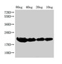 Western Blot; Positive WB detected in Recombinant protein; All lanes: hns antibody at 1:2000; Secondary; Goat polyclonal to rabbit IgG at 1/50000 dilution; Predicted band size: 19 kDa; Observed band size: 21 kDa;