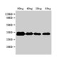 Western Blot; Positive WB detected in Recombinant protein; All lanes: nfuA antibody at 1:2000; Secondary; Goat polyclonal to rabbit IgG at 1/50000 dilution; Predicted band size: 25 kDa; Observed band size: 32 kDa;