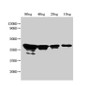 Western Blot; Positive WB detected in Recombinant protein; All lanes: nfuA antibody at 1:2500; Secondary; Goat polyclonal to rabbit IgG at 1/50000 dilution; Predicted band size: 38 kDa; Observed band size: 43 kDa;