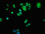 Immunofluorescent analysis of PC-3 cells using CAC11718 at dilution of 1:100 and Alexa Fluor 488-congugated AffiniPure Goat Anti-Rabbit IgG(H+L)