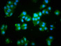 Immunofluorescence staining of HepG2 cells with CAC11729 at 1:133, counter-stained with DAPI. The cells were fixed in 4% formaldehyde, permeabilized using 0.2% Triton X-100 and blocked in 10% normal Goat Serum. The cells were then incubated with the antibody overnight at 4°C. The secondary antibody was Alexa Fluor 488-congugated AffiniPure Goat Anti-Rabbit IgG(H+L).