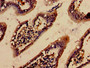 Immunohistochemistry analysis of human small intestine tissue using CAC11730 at dilution of 1:100