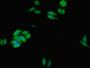 Immunofluorescent analysis of HepG2 cells using CAC11730 at dilution of 1:100 and Alexa Fluor 488-congugated AffiniPure Goat Anti-Rabbit IgG(H+L)