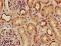 Immunohistochemistry of paraffin-embedded human kidney tissue using CAC11731 at dilution of 1:100