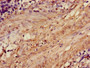Immunohistochemistry of paraffin-embedded human smooth muscle tissue using CAC11731 at dilution of 1:100