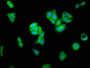 Immunofluorescence staining of HepG2 cells with CAC11738 at 1:466, counter-stained with DAPI. The cells were fixed in 4% formaldehyde, permeabilized using 0.2% Triton X-100 and blocked in 10% normal Goat Serum. The cells were then incubated with the antibody overnight at 4°C. The secondary antibody was Alexa Fluor 488-congugated AffiniPure Goat Anti-Rabbit IgG(H+L).