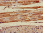 Immunohistochemistry of paraffin-embedded human heart tissue using CAC11740 at dilution of 1:100