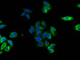 Immunofluorescence staining of HepG2 cells with CAC11740 at 1:120,counter-stained with DAPI. The cells were fixed in 4% formaldehyde, permeabilized using 0.2% Triton X-100 and blocked in 10% normal Goat Serum. The cells were then incubated with the antibody overnight at 4°C.The secondary antibody was Alexa Fluor 488-congugated AffiniPure Goat Anti-Rabbit IgG (H+L).
