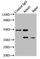 Immunoprecipitating Anxa1 in NIH/3T3 whole cell lysate; , Lane 1: Rabbit control IgG instead in NIH/3T3 whole cell lysate. For western blotting, a HRP-conjugated Protein G antibody was used as the secondary antibody (1/2000); , Lane 2: CAC11743 (8µg) + NIH/3T3 whole cell lysate (500µg); , Lane 3: NIH/3T3 whole cell lysate (20µg)